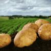Одне з важливих завдань промислового картоплярства - адаптація фіто-санітарних вимог до норм і стандартів ЄС