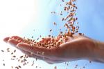 Польща може виплатити фермерам субсидії на зерно 200-300 злотих/тонна залежно від дати продажу