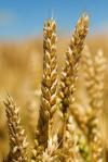 Пшениця в Чикаго знизилася на технічних продажах контрактів 
