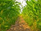 Аграрії 15 областей розпочали сівбу кукурудзи; посіяли 120 тис. га