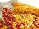 Урожай кукурудзи може скоротитися до 26,7 млн тонн в 2024 - Мінагро