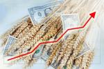 Пшеничні котирування на біржі Чикаго знизилися до рівня місячного мінімуму на тлі зміцнення долара США