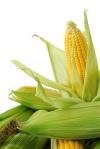 Внутрішній ринок кукурудзи продовжує зміцнюватися в ціновому плані 