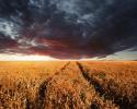 Пшениця в Чикаго подешевшала на тлі слабкого попиту, невизначеності ринку, великих поставок за травневим контрактом
