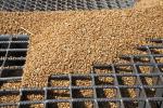 Урожай пшениці в Україні в 2024 USDA оцінює в 21 млн тонн
